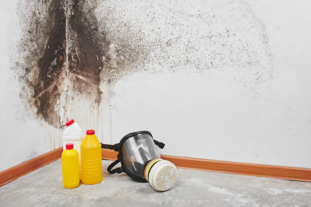 Best Black Mold Removal  in Odenville, AL